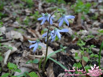 .:آلبوم عکسهای خودگرفته ما:.